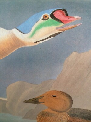 King Eider Audubon Print 11.5'' x 15'' Lithograph 78
