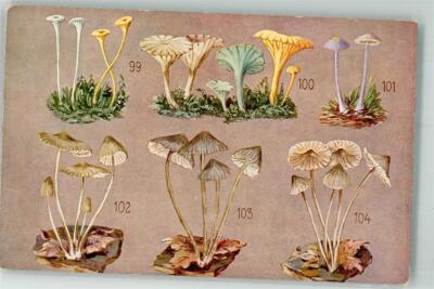 39735325 - Edible and poisonous mushrooms from the works Prof. Dr. J. Machu No. XXI