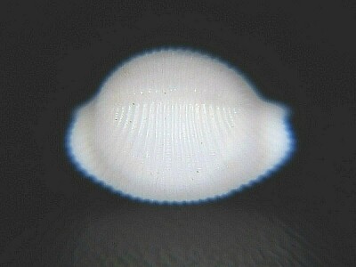 TRIVIROSTRA ORYZA: CURRENTLY THE LARGEST ON EBAY @ 8.85MM!