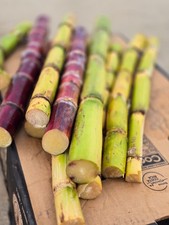 Fresh organic sugarcane sticks 5lb bags
