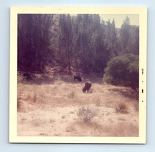 Old Vintage Square Color Photo BUFFALO BISON GRAZING IN FIELD 1965 SNAPSHOT