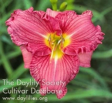 Royal Raiment     Daylilies 1 fan Return and multiply yearly World's Finest