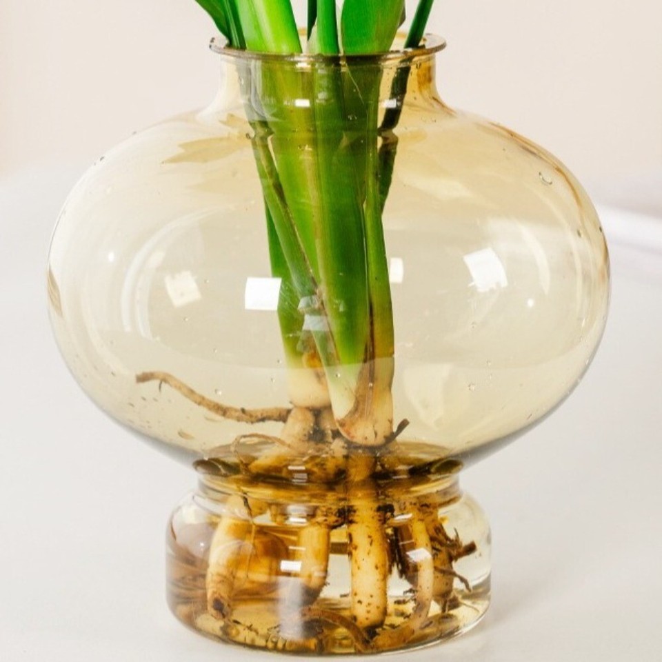 Home Decor Desktop Glass Flower Vase Transparnt Hydroponic Plant Vase