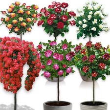 Stammrosen - 120 cm hoch -