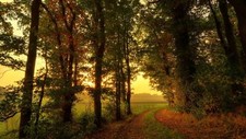 Landscape nature trees forest leaves fall path branch Custom Gaming Mat Desk