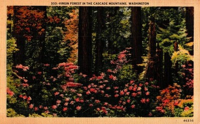 Virgin Forest In The Cascade Mountains, Washington, Vintage Postcard