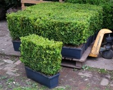Buxus sempervirens (common box) instant hedging plants - 10 x 50cm long troughs