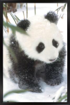 Animals - Panda in the Snow 14x22 Poster