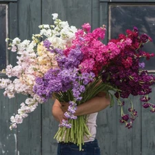 35 Katz Stock Mix Seeds