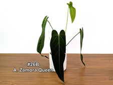 Anthurium Zamora Queen Exact Plants - Choose Yours