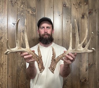 Dark Typical 160” Whitetail Shed 11pt Antler Horn Deer Mount Taxidermy