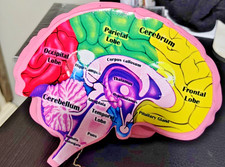 Foam Brain Model, Great Educational Tool for Learning  Teaching MAGNETIZED
