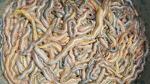 Fresh Ragworm 1lb of wild ragworm next day or let me know the day you want them 