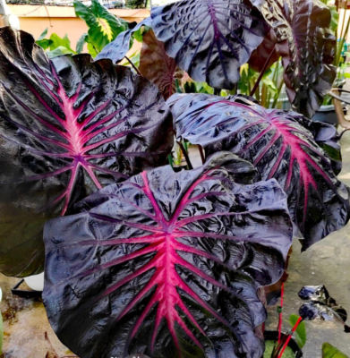 Colocasia New Hybrid "BLACK LAVA" Authentic RARE Elephant ear Live Bulb  w/Cert | eBay.de
