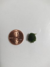 Marimo Moss Ball