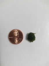 Marimo Moss Ball