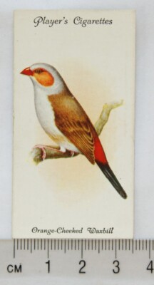 1933 John Player & Sons Voliere & Käfigvögel 39 orange-wangen Wachsschnabel