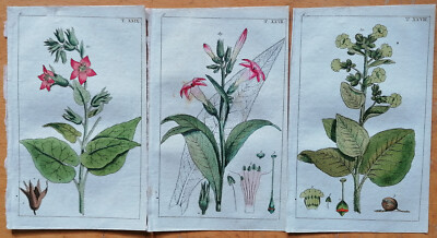 1800 tobacco 3 Botanical Prints Tobacco - Original Engravings Wilhelm Botany - 1800