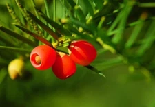 30 Japanese Yew Tree Seeds - Taxus cuspidata- Evergreen Shrub