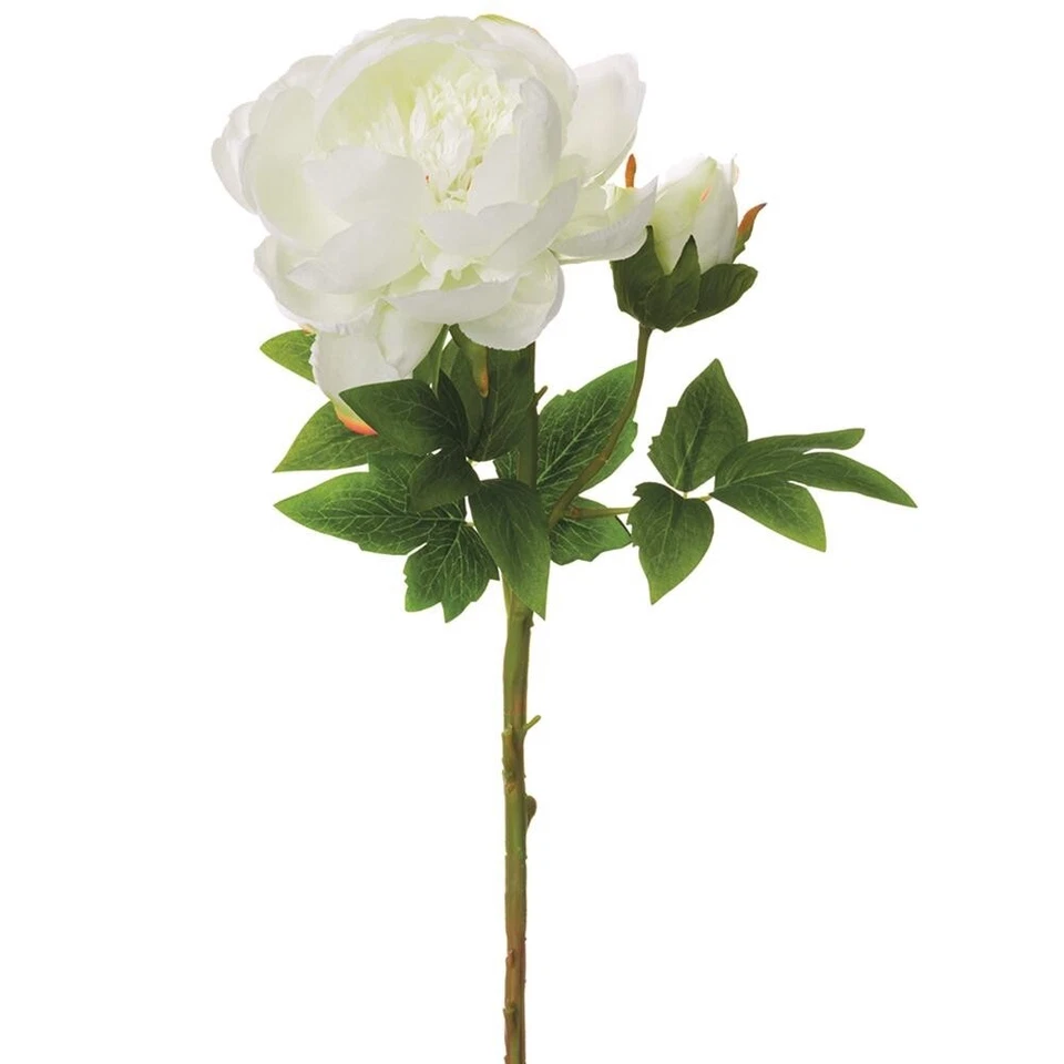 Gorgeous single stem white peony with bud - Image 3 of 3