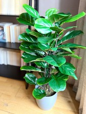 Reaistic Artificial Fiddle Fig Tree Plant Black Plastic Pot - Size 90cm 3ft