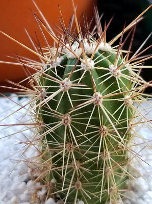 Echinocereus Pacificus ssp Pacificus - Clumping & Stunning Flowers!