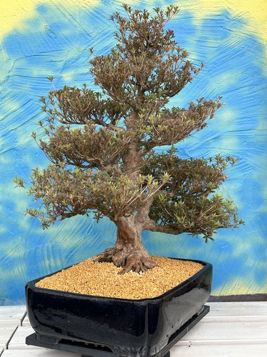 Joe MEGA Bonsai " KOTO " Jap.Satsuki Azalee Schale Tokoname Blau Japan Neu - Bild 4 von 16