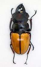 Lucanidae Beetle -Odontolabis femoralis waterstradti m 74mm - Borneo OFW74-G 