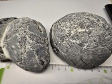 2 Seeigel Steinkern Versteinerung Ostsee