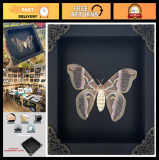 Real Moth Atlas Butterfly Wooden Framed Dead Insect Dried Bug Beetle Shadow Box