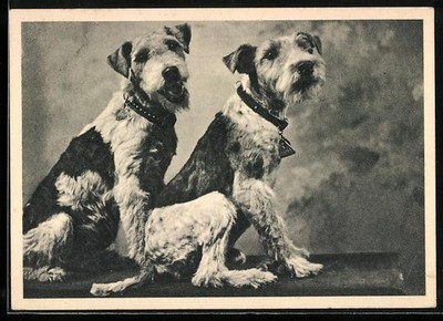 Ansichtskarte Zwei Terrier mit Halsbändern 