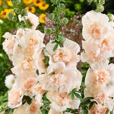 25 Heirloom Hollyhock Seeds Majorette Double Champagne non-GMO *1st Year Bloom*