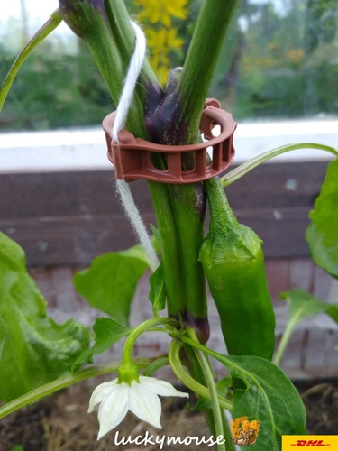 100 🍅Tomatenclips Gurken Paprika Pflanzen Clips Bato Rankhilfe