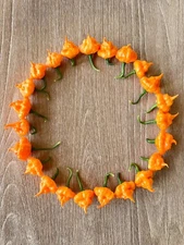 Peach StarrKist Pepper Seeds (KSPS) Khang Starr Creation Hot Pepper