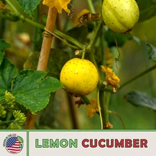 100 Lemon Cucumber Seeds, Heirloom, Non-GMO, Genuine USA