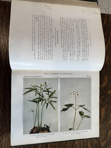 2 vol Antique Wild Flowers of New York (1918) Photographed Ex-Lib - Imagen 5 de 6