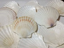 11 PCS - 4''-5'' Natural Scallop Shells - Crafts - Decor - Trinket Dish