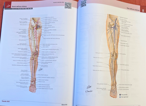 NETTER ATLANTE DI ANATOMIA UMANA- VIII edizione (Cartonato telato) - EDRA LUSSO - Foto 3 di 5