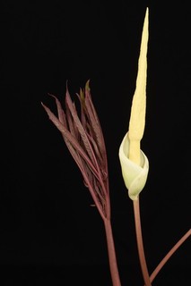 Amorphophallus operculatus x sizemoreae. Carrion Lily. Amazing new growth. 10cm