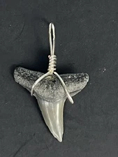 SHARK TOOTH PENDANT… 7/8 inch fossilized LEMON SHARK Tooth from Venice Florida 