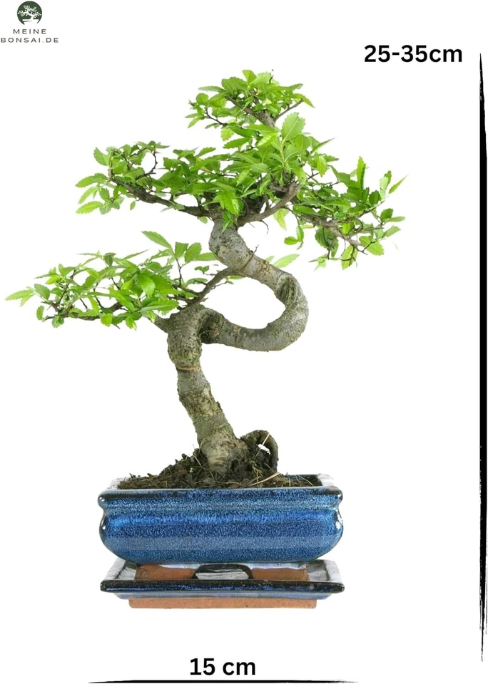 Bonsai Baum mit Keramik Blumentopf - Chinese elm - ca. 7 Jahre (15 cm Schale) - Bild 3 von 4