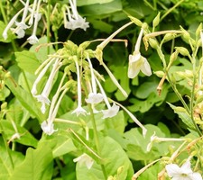 5500x Nicotiana Sylvestris Woodland Tobacco Annual Flower Seeds