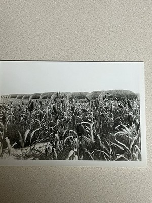 Wheat Stacks Greeley County Year 1923 Vintage Kansas Early Days Photo