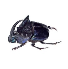 Phanaeus for collectors | Horned Rhinoceros Dung Beetles