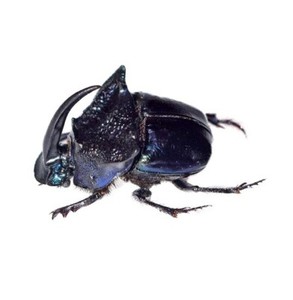 Phanaeus | eBay