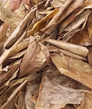 1 dried jasmine leaf on red font yellow blue duong dan don new green Art