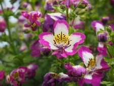 Schizanthus, Butterfly Flower, Poor's Man Orchid 100 Seeds- Unusual Flowers