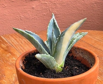 AGAVE AMERICANA STRIATA - sehr selten - 8 cm Durchmesser - kräftig bewurzelt