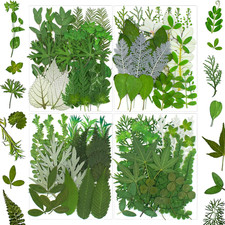 100 Pcs Dried Pressed Flowers Leaves for Resin Molds, Real Natural Bulk Dry Wild