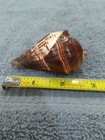 Hand Carved Sea Horse On Sea Shell — photo 8